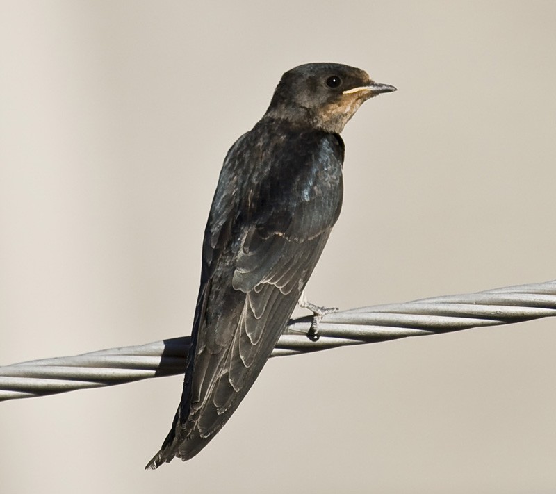 Barn Swallow