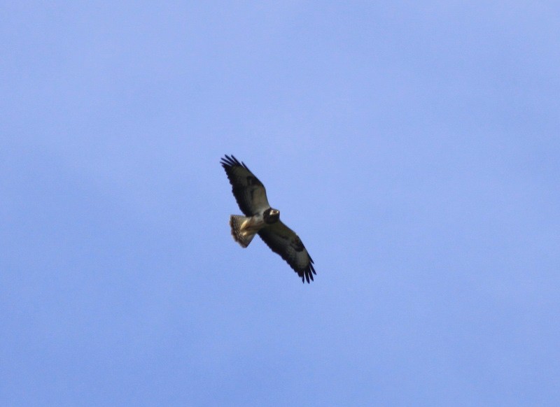 Common Buzzard