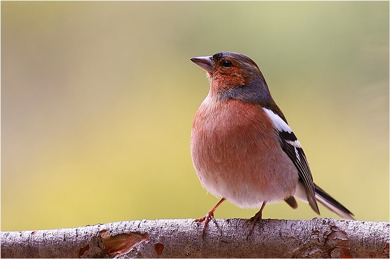Eurasian Chaffinch