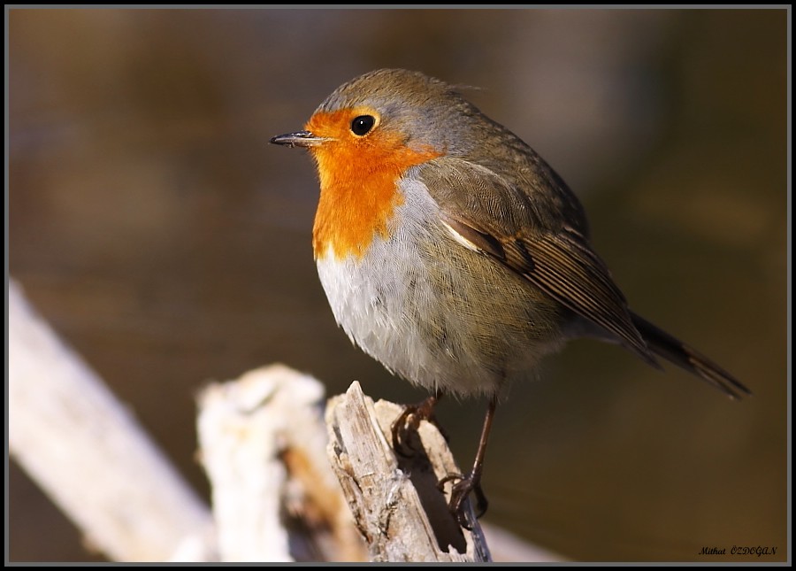 European Robin