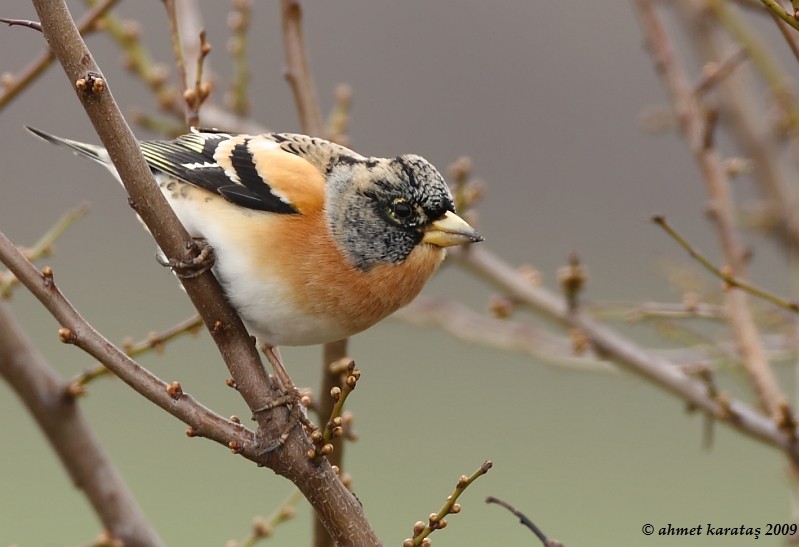 Brambling
