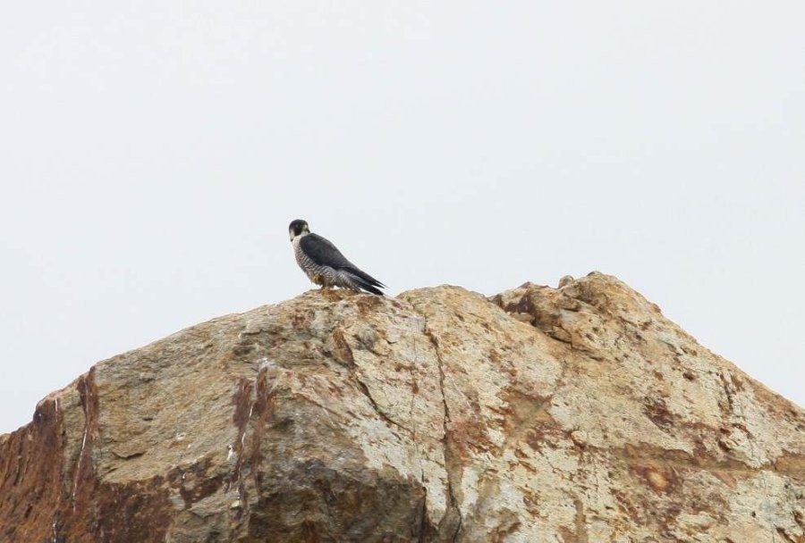 Peregrine Falcon