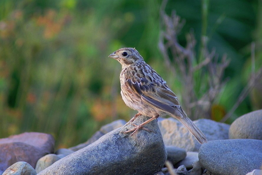 Corn Bunting
