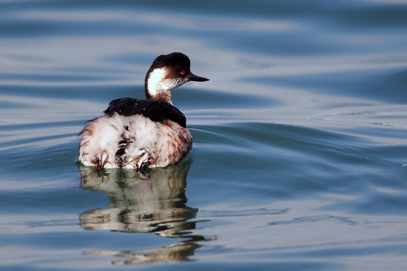 Black-necked Grebe