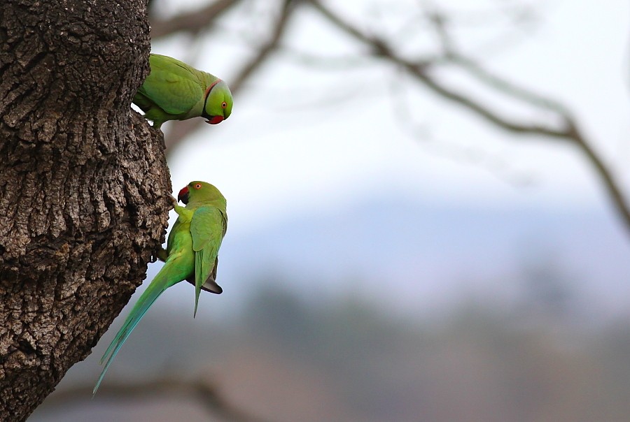 Rose-ringed Parakeet