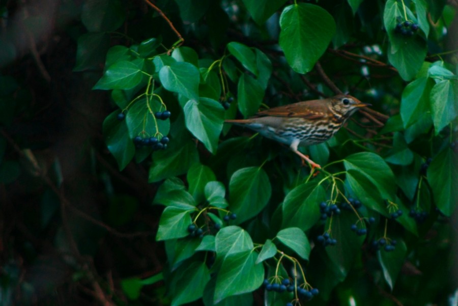 Song Thrush