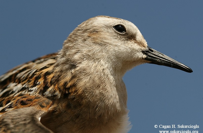 Little Stint
