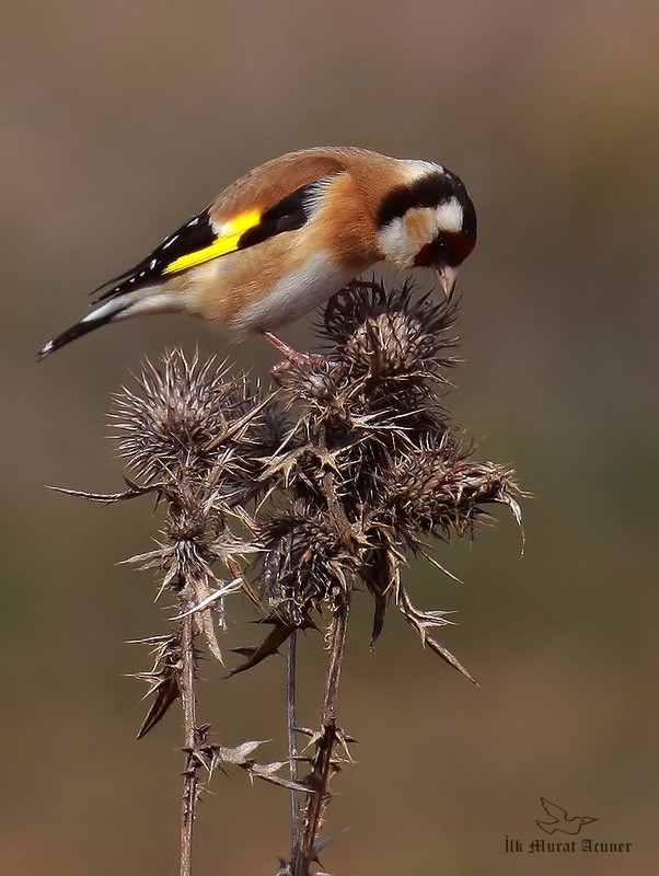 European Goldfinch