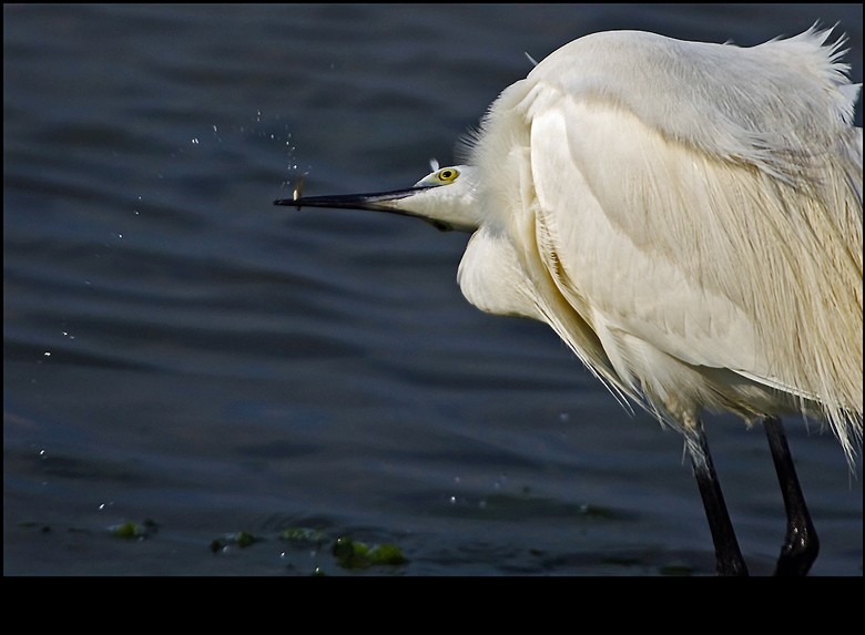 Little Egret