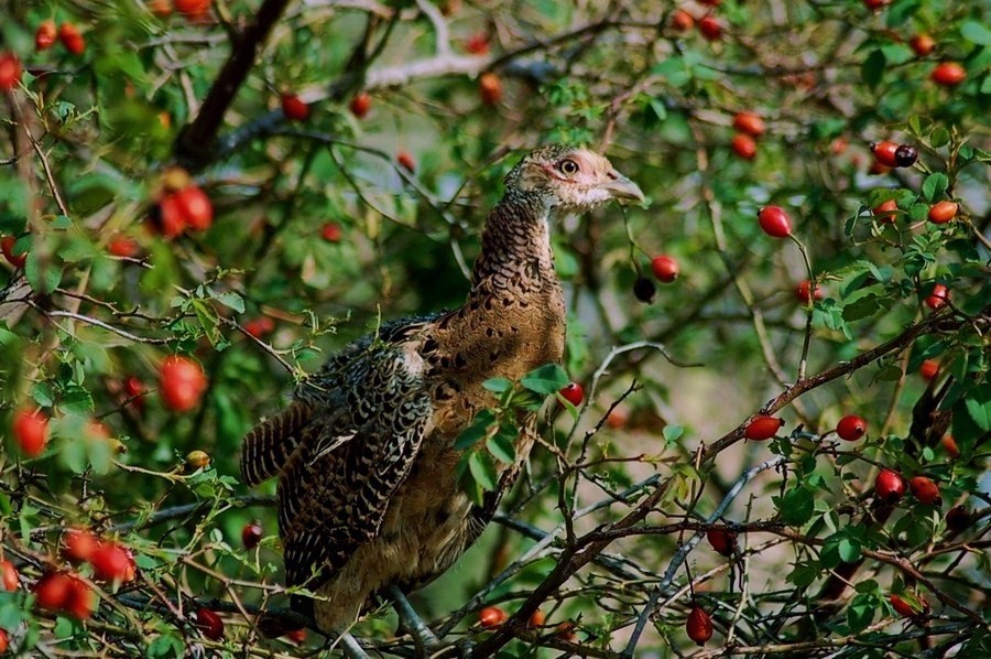 Common Pheasant