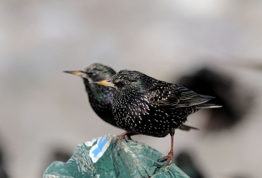 Common Starling