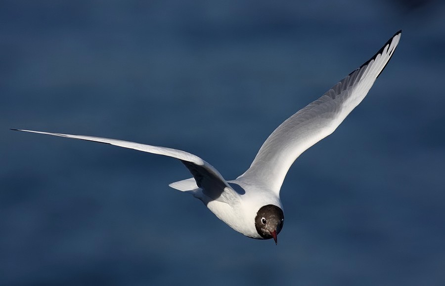Black-headed Gull