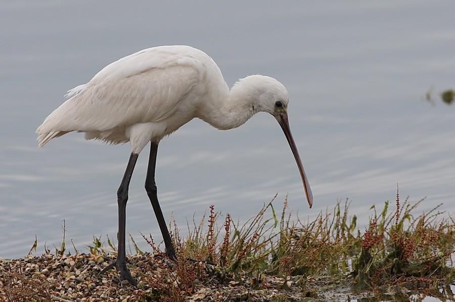 Eurasian Spoonbill