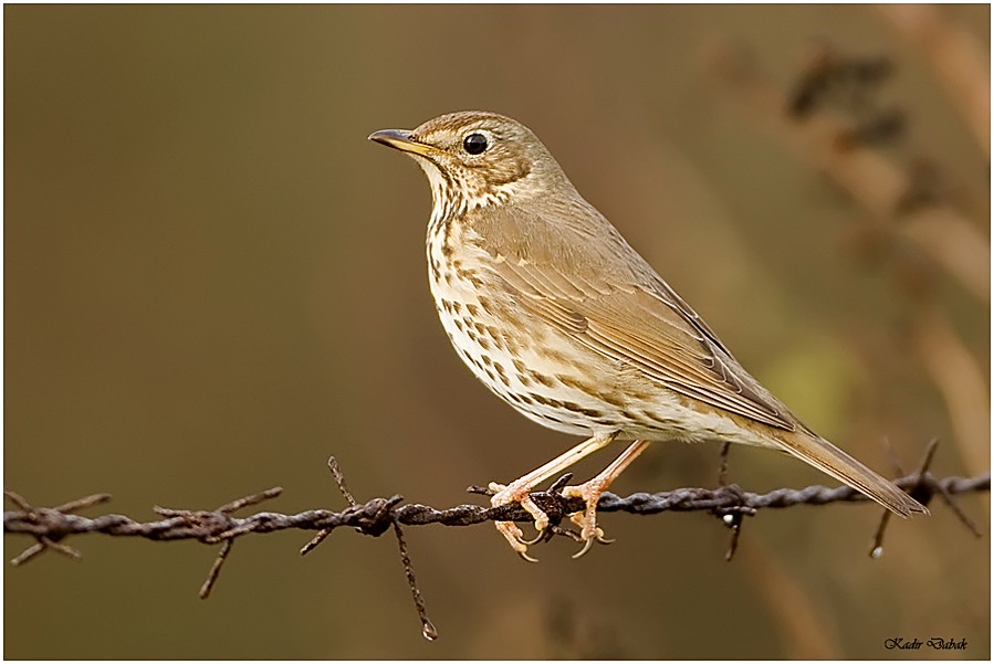 Song Thrush