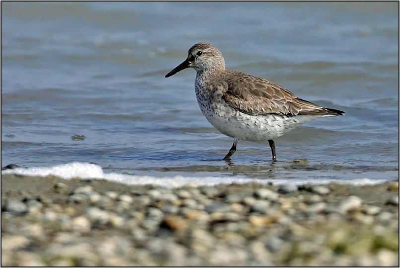 Red Knot