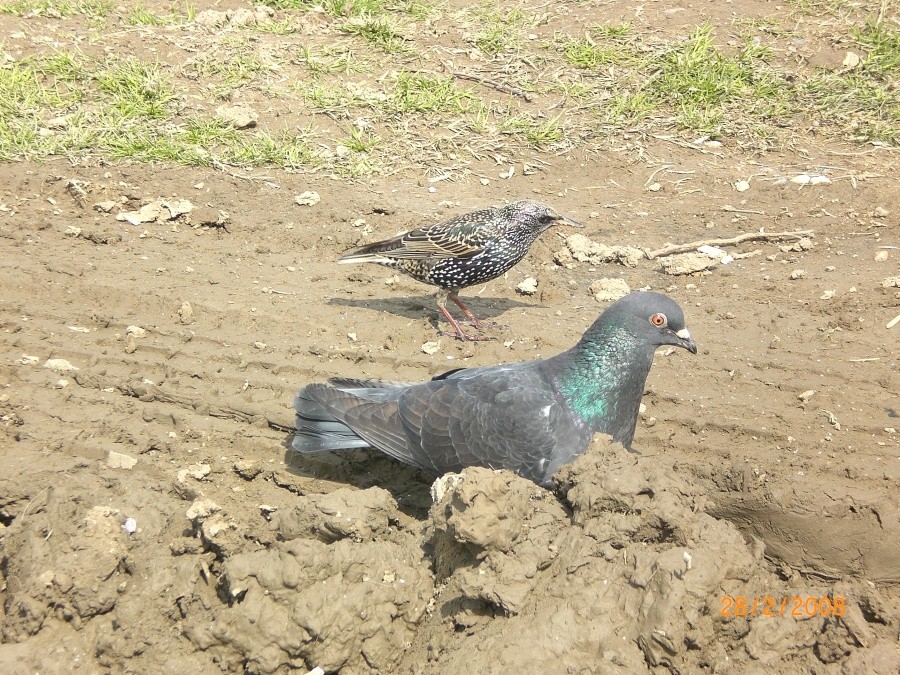 Common Starling