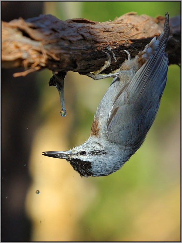 Krüper`s Nuthatch