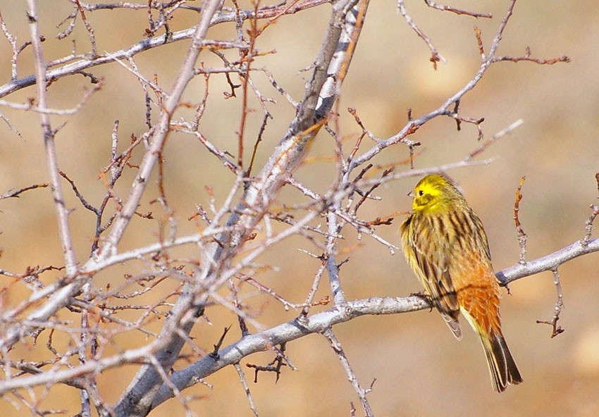 Yellowhammer