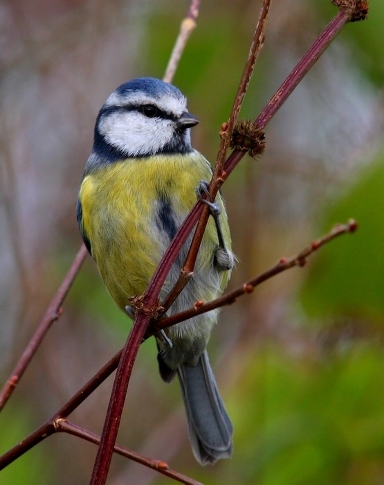 Eurasian Blue Tit