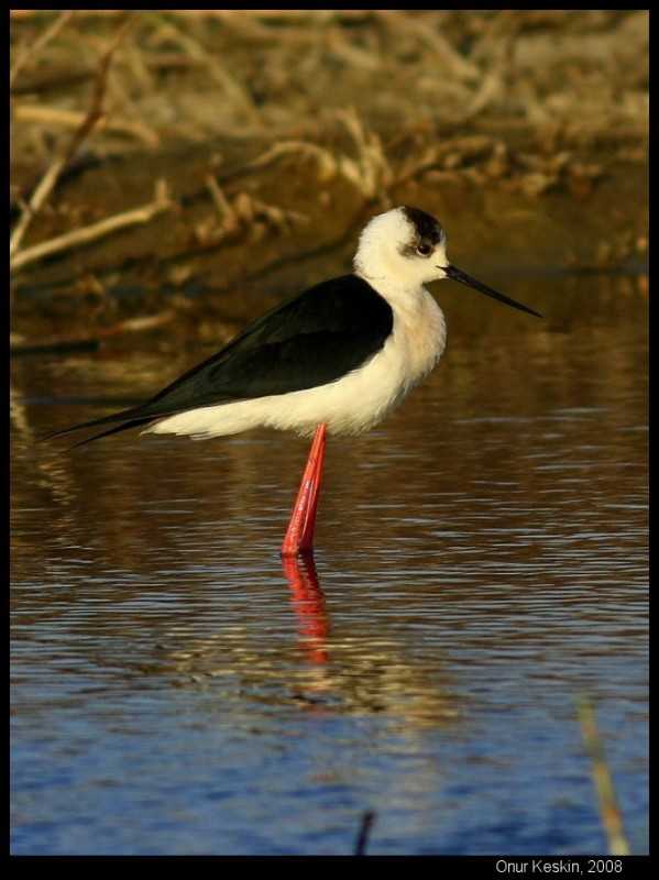 Black-winged Stilt