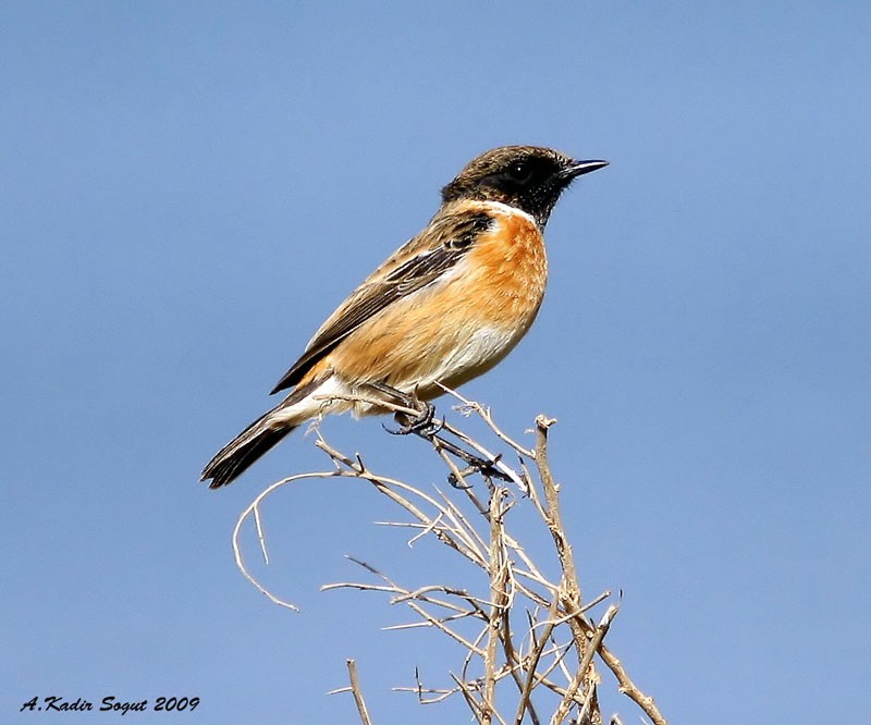 European Stonechat