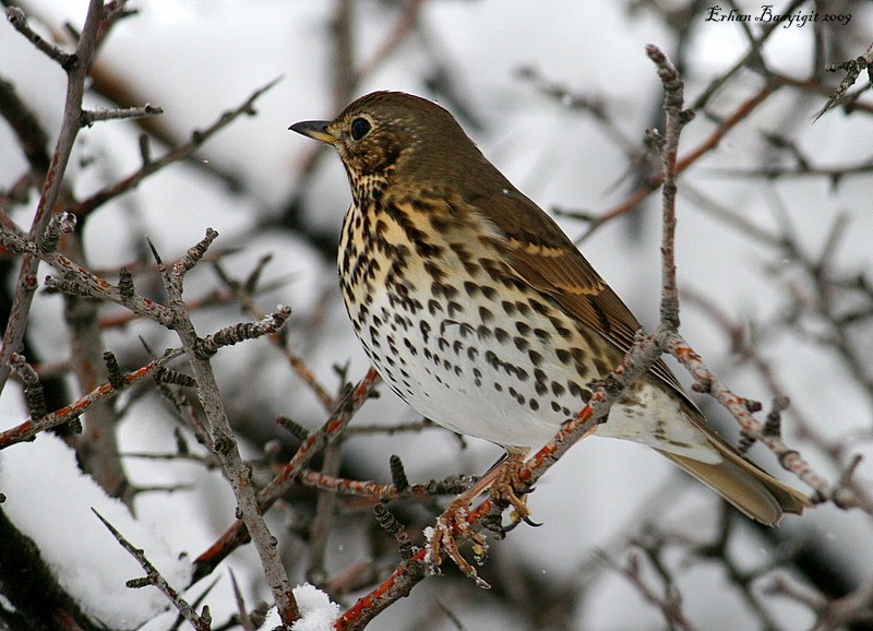 Song Thrush