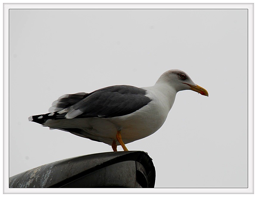 Yellow-legged Gull