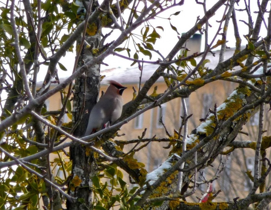Bohemian Waxwing