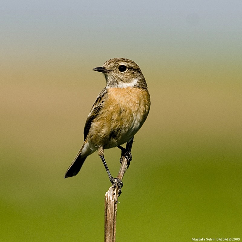 European Stonechat