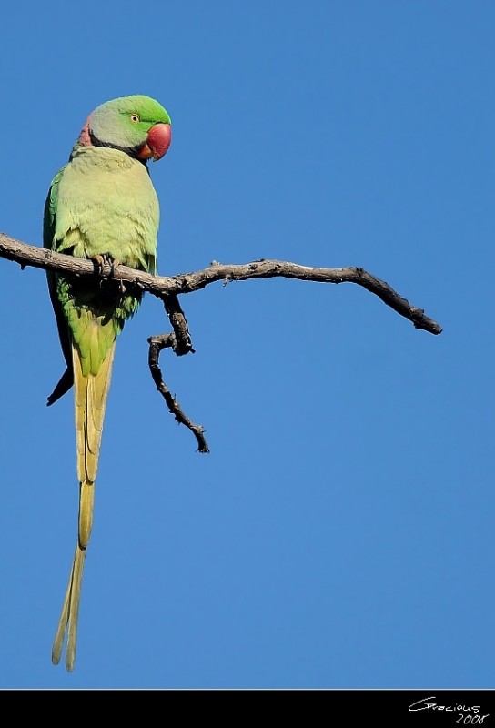 Alexandrine Parakeet