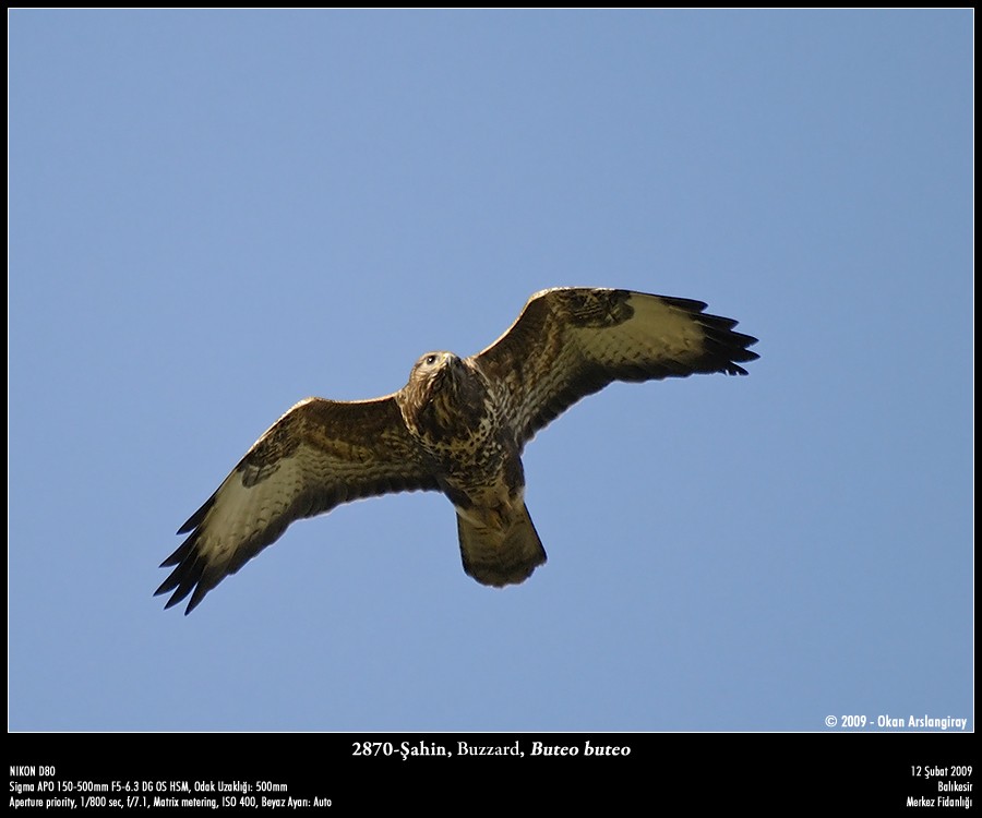 Common Buzzard