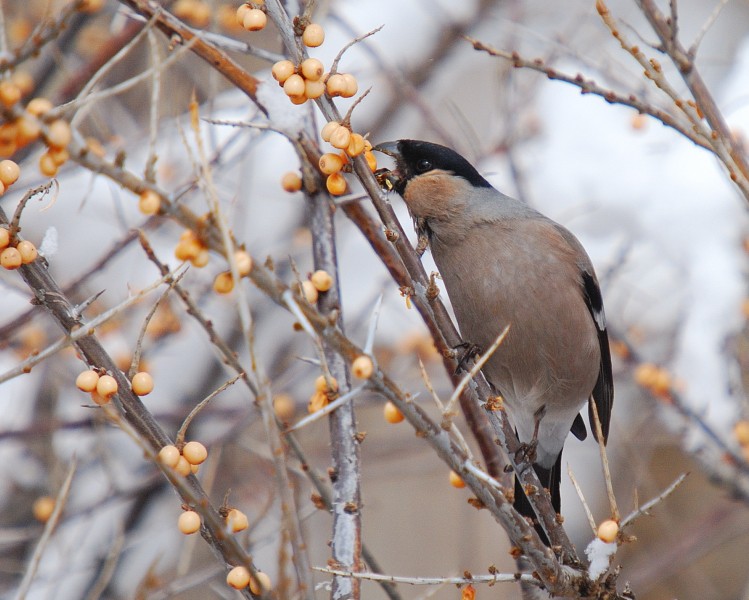 Eurasian Bullfinch