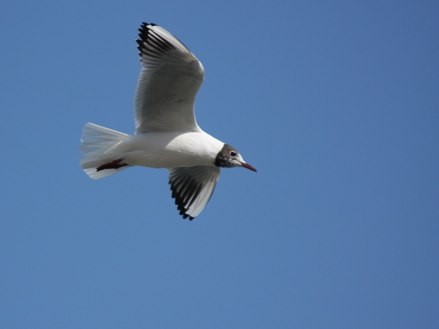 Black-headed Gull
