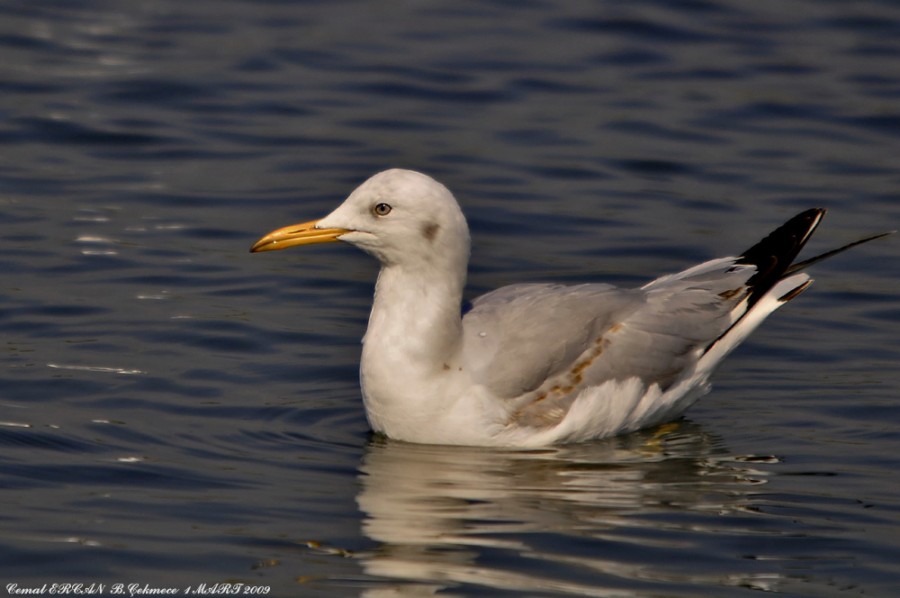 Slender-billed Gull