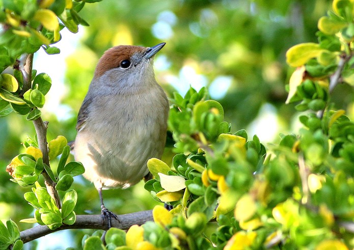 Eurasian Blackcap