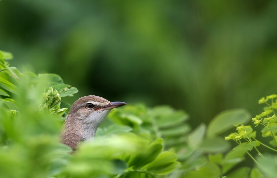 Great Reed Warbler