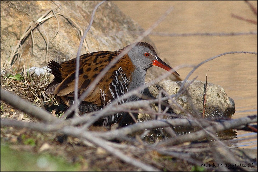 Water Rail