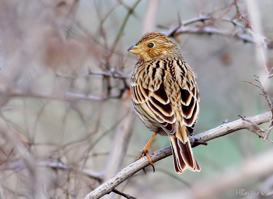 Corn Bunting