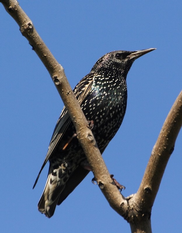 Common Starling