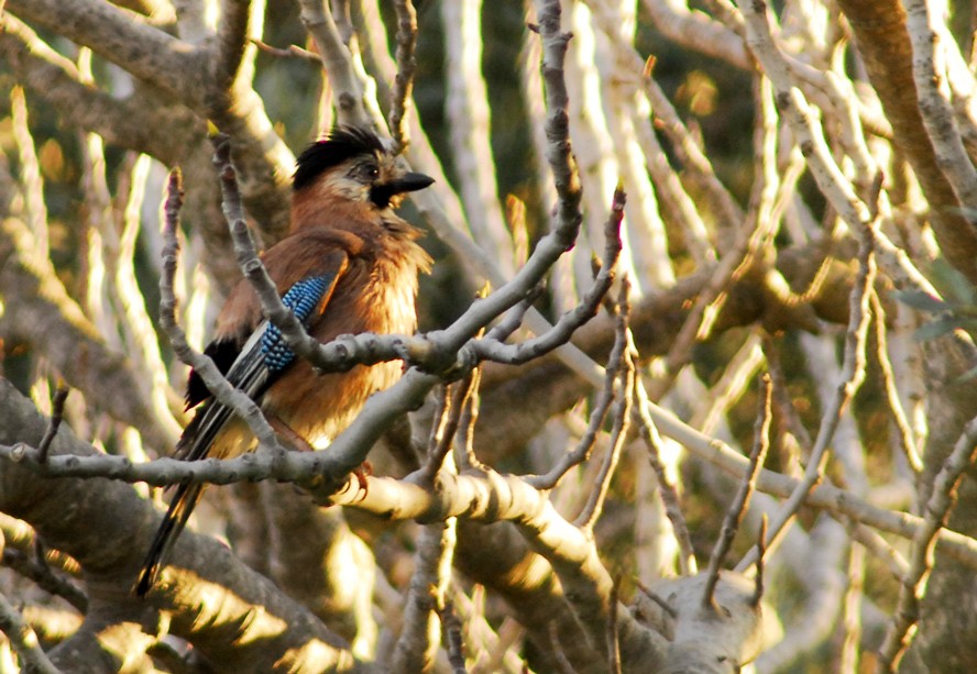Eurasian Jay