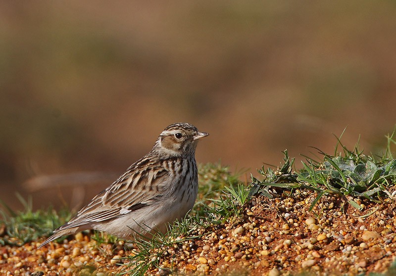 Woodlark