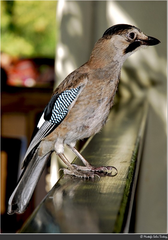 Eurasian Jay