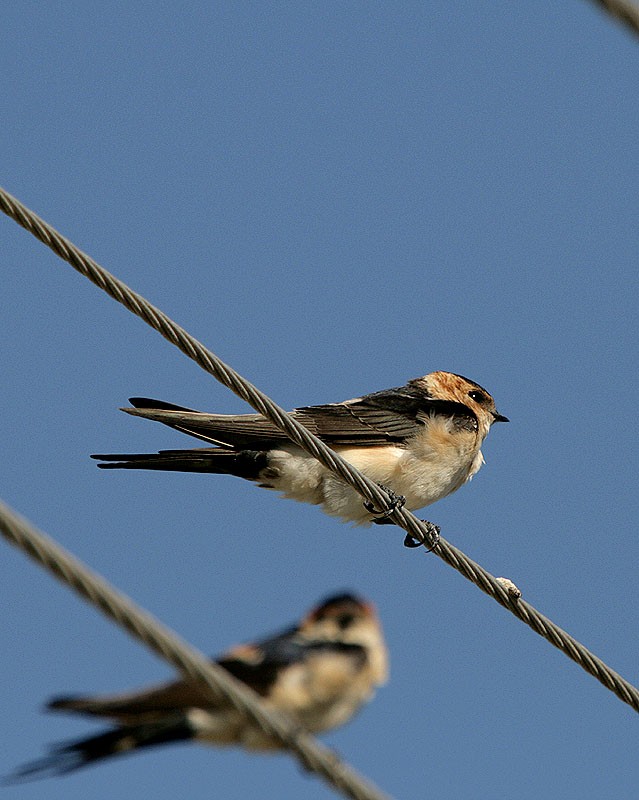 European Red-rumped Swallow