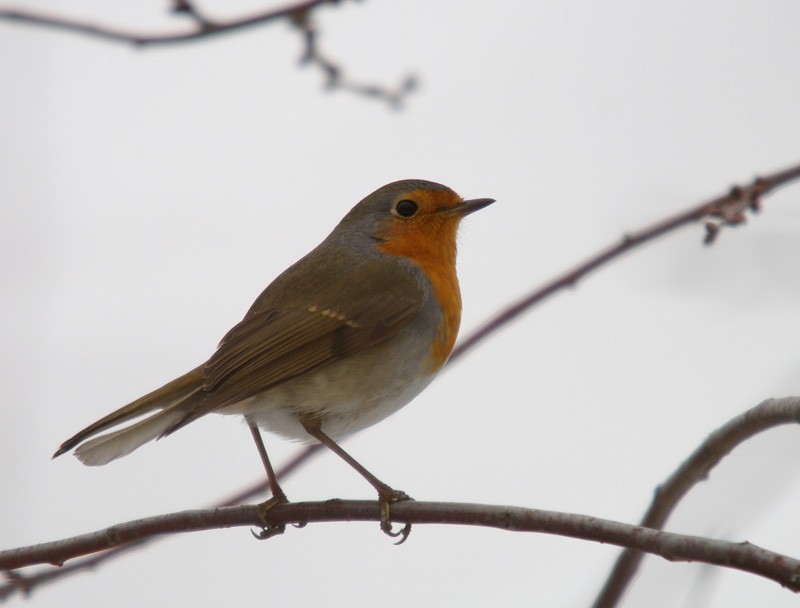 European Robin