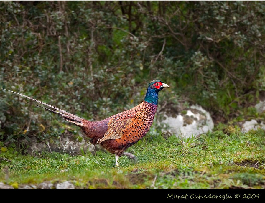 Common Pheasant