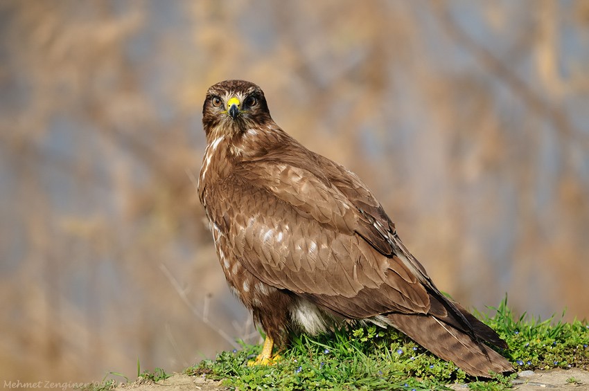 Common Buzzard