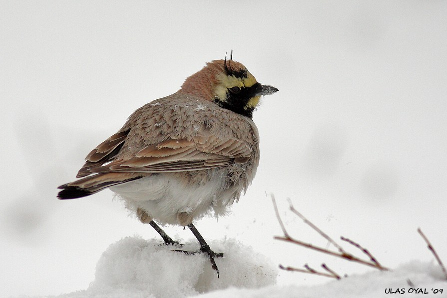 Horned Lark