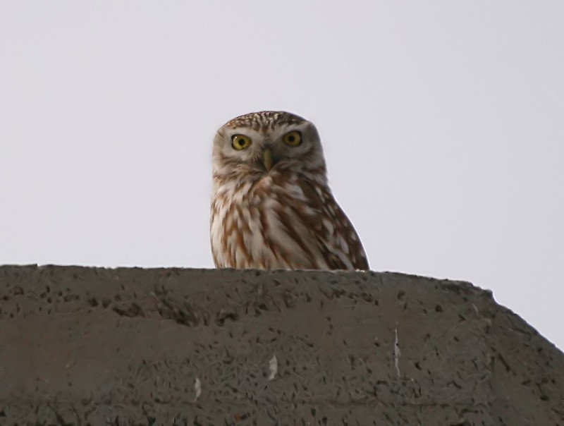 Little Owl