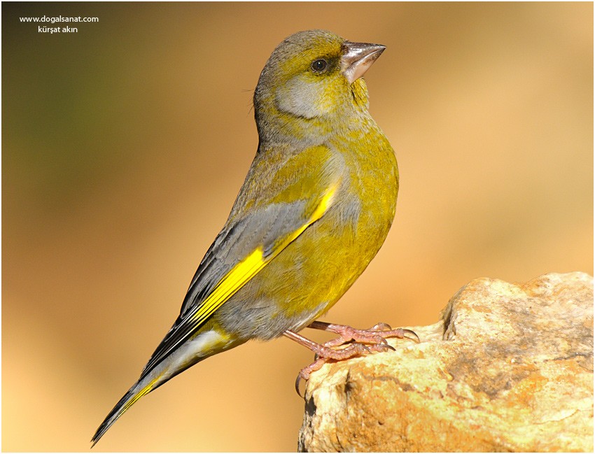 European Greenfinch