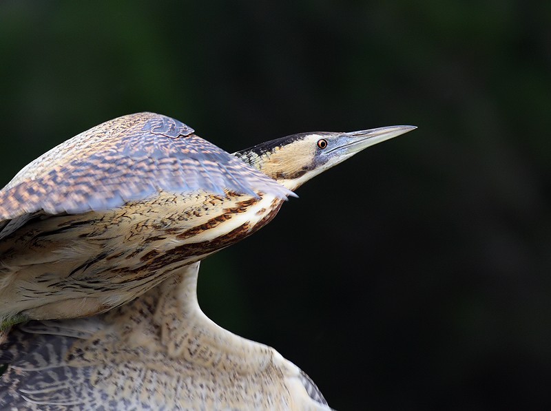 Eurasian Bittern
